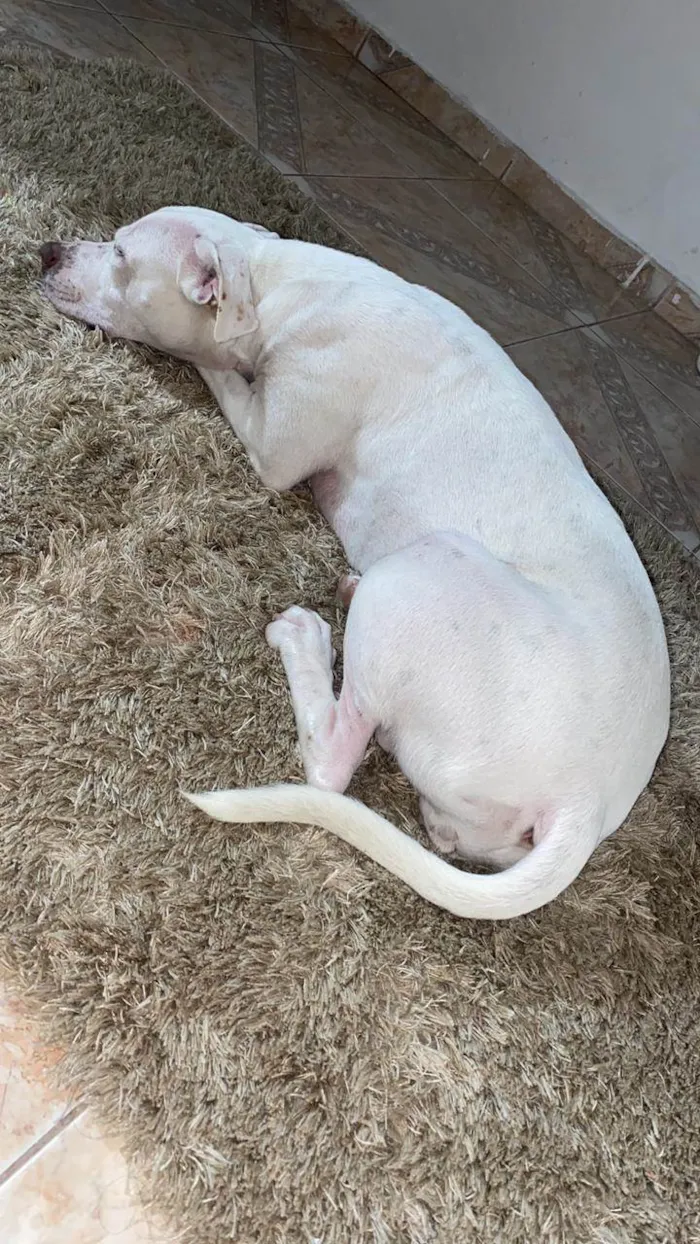 Cachorro ra a Pit-Bull idade 1 ano nome Branquinha