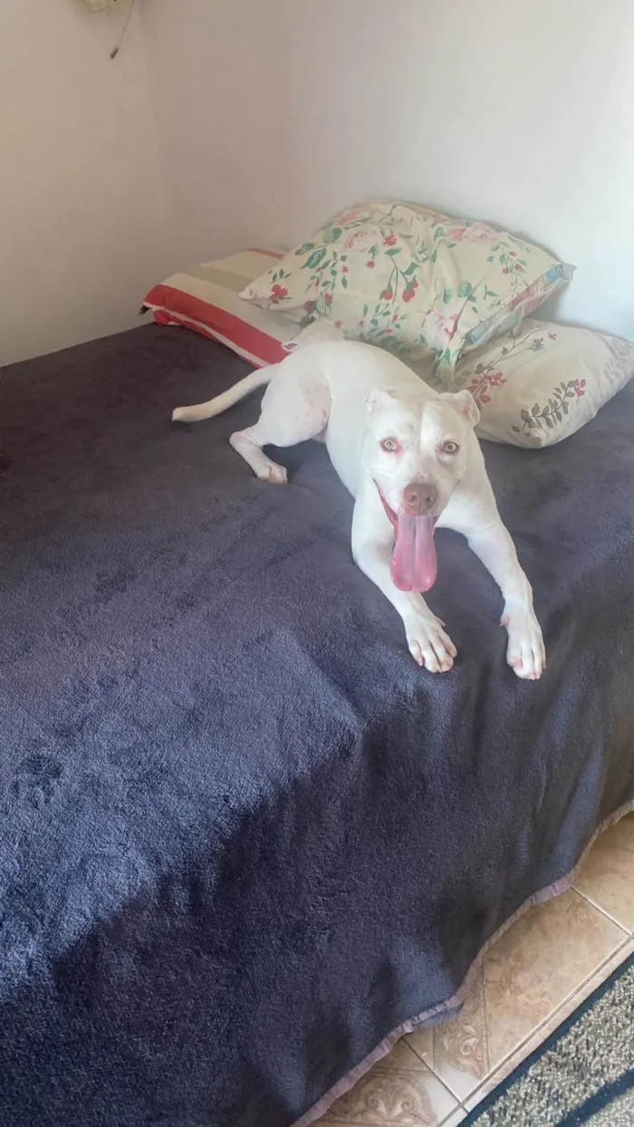 Cachorro ra a Pit-Bull idade 1 ano nome Branquinha