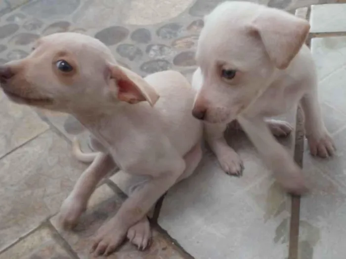 Cachorro ra a SRD idade Abaixo de 2 meses nome Sem nome