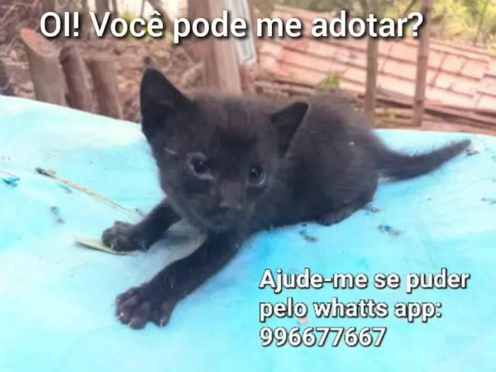 Gato ra a Gatinho preto amarronzado idade Abaixo de 2 meses nome Café