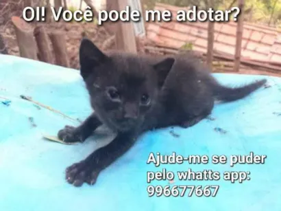 Gato raça Gatinho preto amarronzado idade Abaixo de 2 meses nome Café