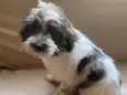 Bob