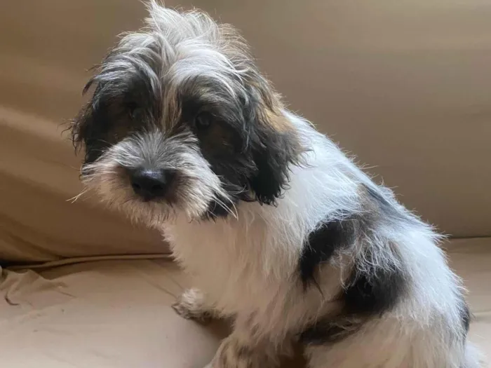 Cachorro ra a Vira lada com Budercoller idade  nome Bob