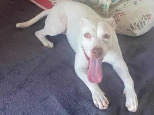 Cachorro raça Pit-Bull idade 1 ano nome Branquinha