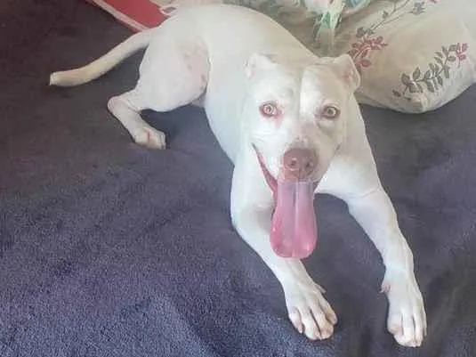 Cachorro ra a Pit-Bull idade 1 ano nome Branquinha