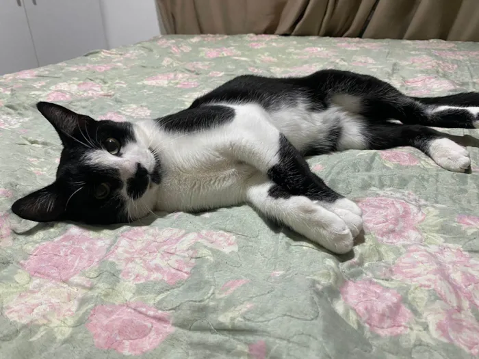 Gato ra a Srd idade 1 ano nome Frajola
