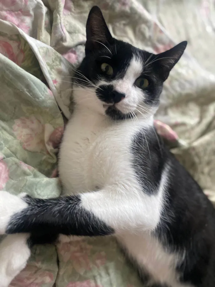 Gato ra a Srd idade 1 ano nome Frajola