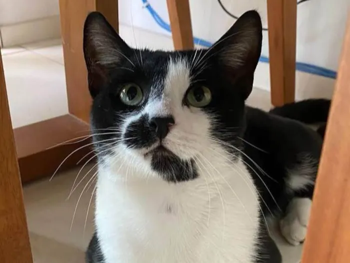 Gato ra a Srd idade 1 ano nome Frajola