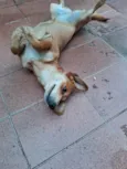Mel