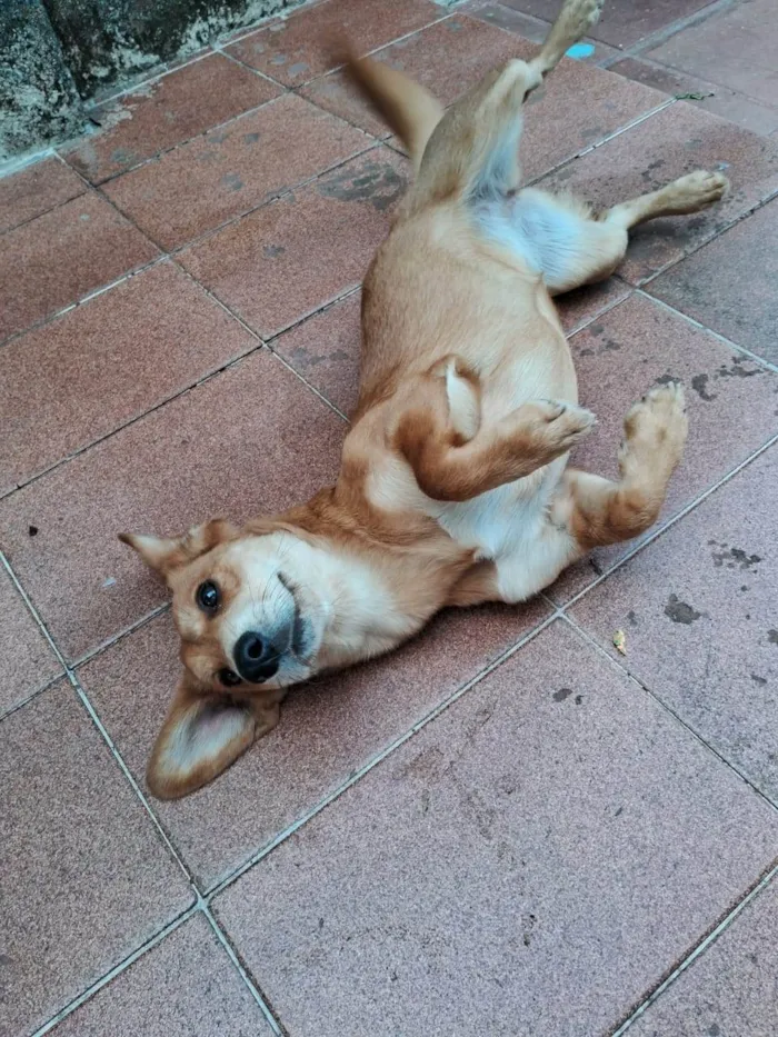 Cachorro ra a SRD-ViraLata idade 1 ano nome Mel