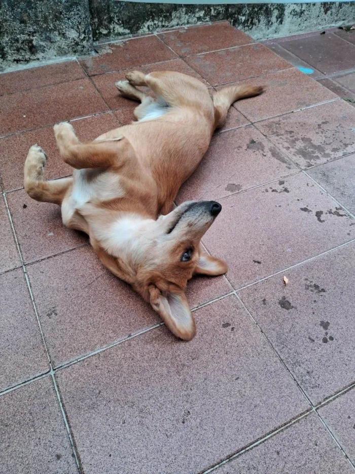 Cachorro ra a SRD-ViraLata idade 1 ano nome Mel