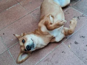 Cachorro raça SRD-ViraLata idade 1 ano nome Mel