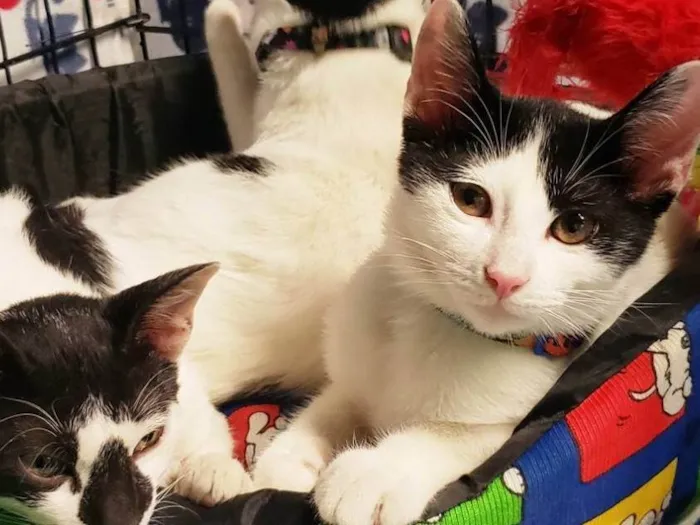 Gato ra a SRD-ViraLata idade 2 a 6 meses nome Columbo