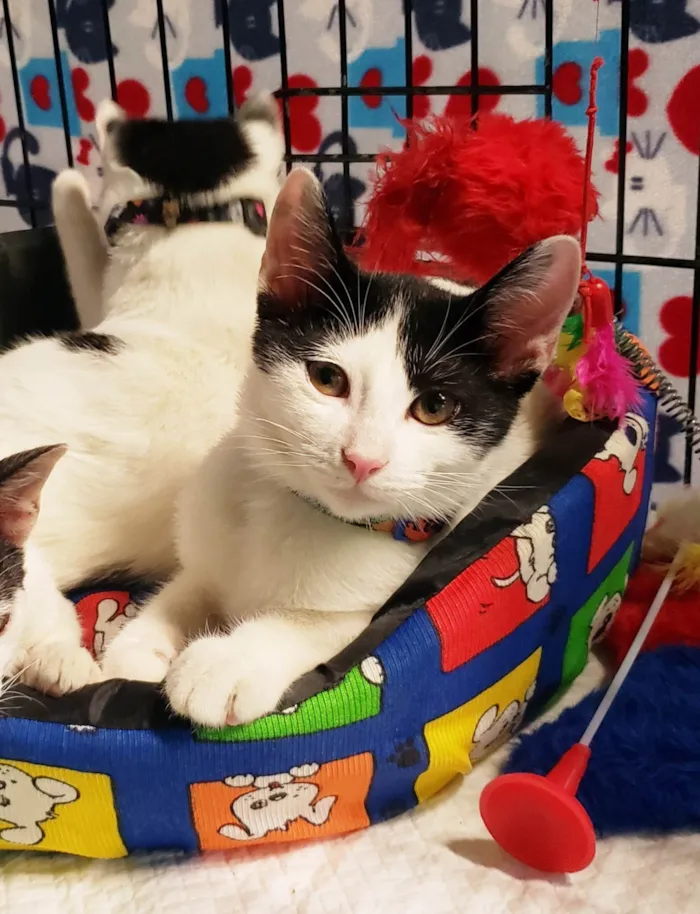 Gato ra a SRD-ViraLata idade 2 a 6 meses nome Columbo