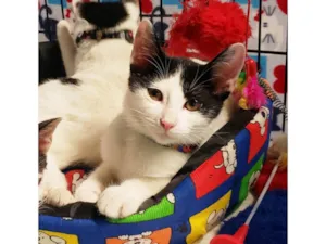 Gato raça SRD-ViraLata idade 2 a 6 meses nome Columbo