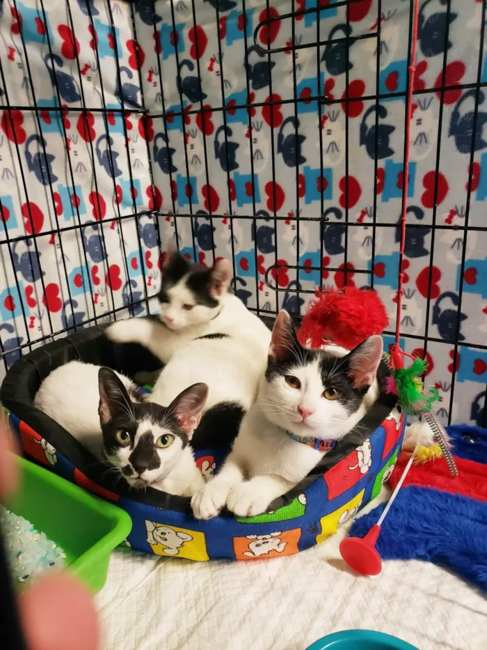 Gato ra a SRD-ViraLata idade 2 a 6 meses nome Penélope