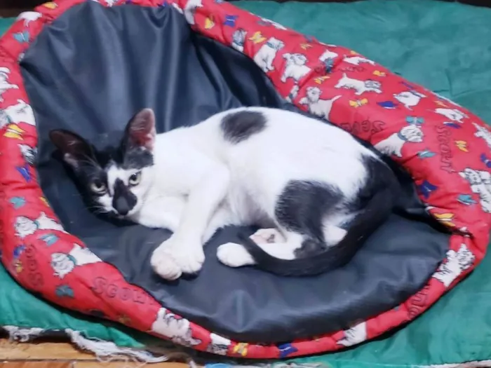 Gato ra a SRD-ViraLata idade 2 a 6 meses nome Penélope