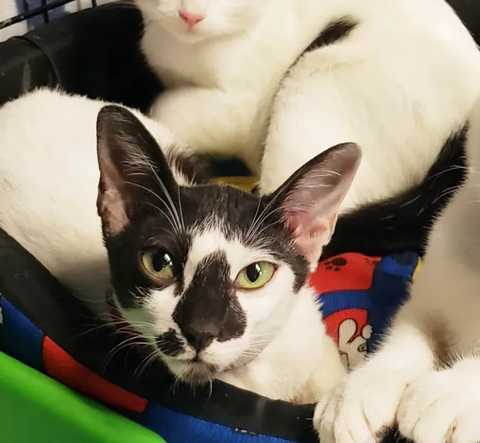 Gato ra a SRD-ViraLata idade 2 a 6 meses nome Penélope