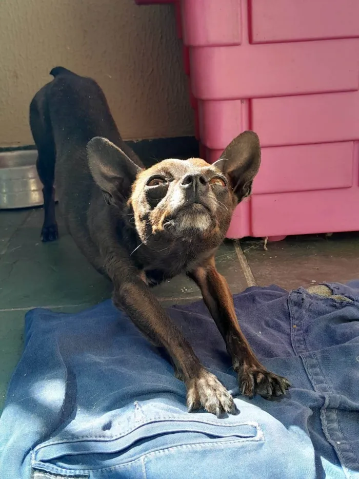 Cachorro ra a Pinscher idade 3 anos nome Lupinho 