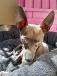 Lupinho