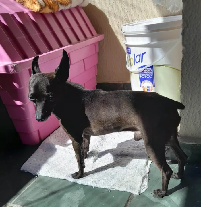 Cachorro ra a Pinscher idade 3 anos nome Lupinho 