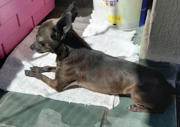 Cachorro ra a Pinscher idade 3 anos nome Lupinho 