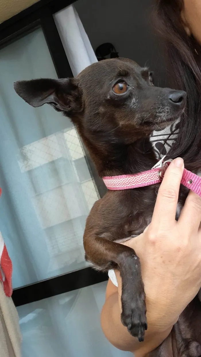 Cachorro ra a Pinscher idade 3 anos nome Lupinho 