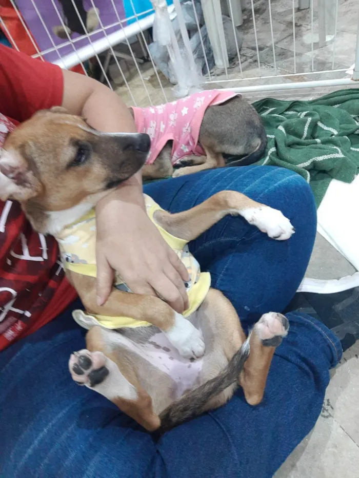 Cachorro ra a SRD idade 2 a 6 meses nome Bruninha 