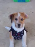 Nina