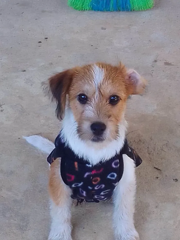 Cachorro ra a Srd idade 2 a 6 meses nome Nina