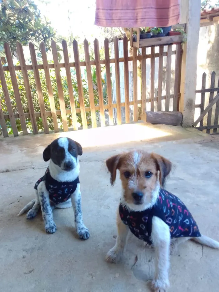 Cachorro ra a Srd idade 2 a 6 meses nome Bil