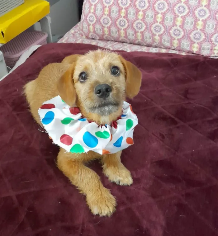 Cachorro ra a Mestico de basdet idade 2 a 6 meses nome Noah