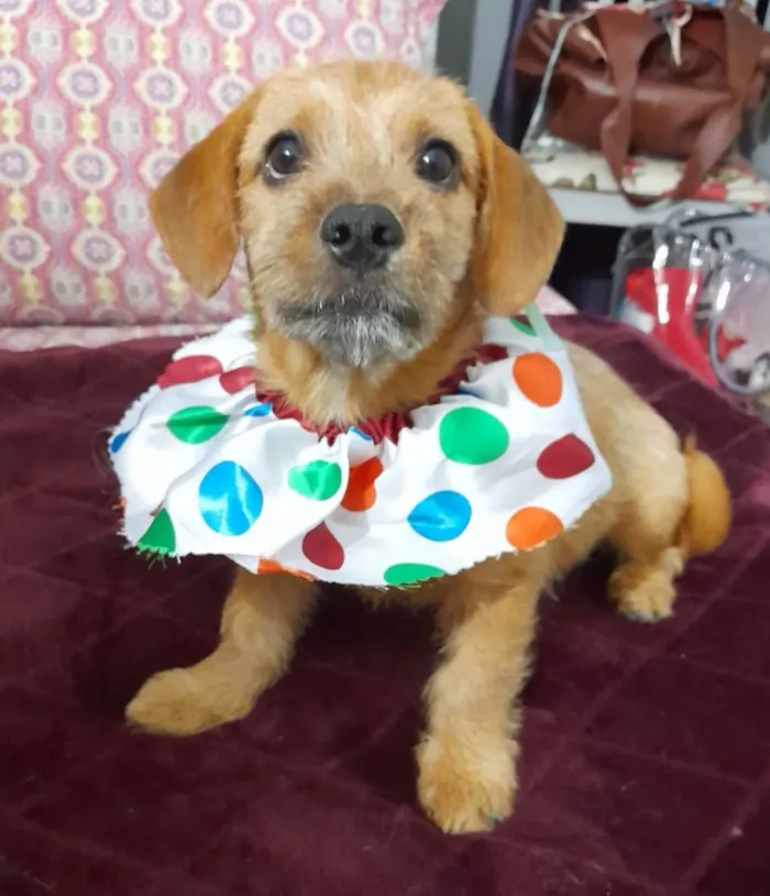 Cachorro ra a Mestico de basdet idade 2 a 6 meses nome Noah