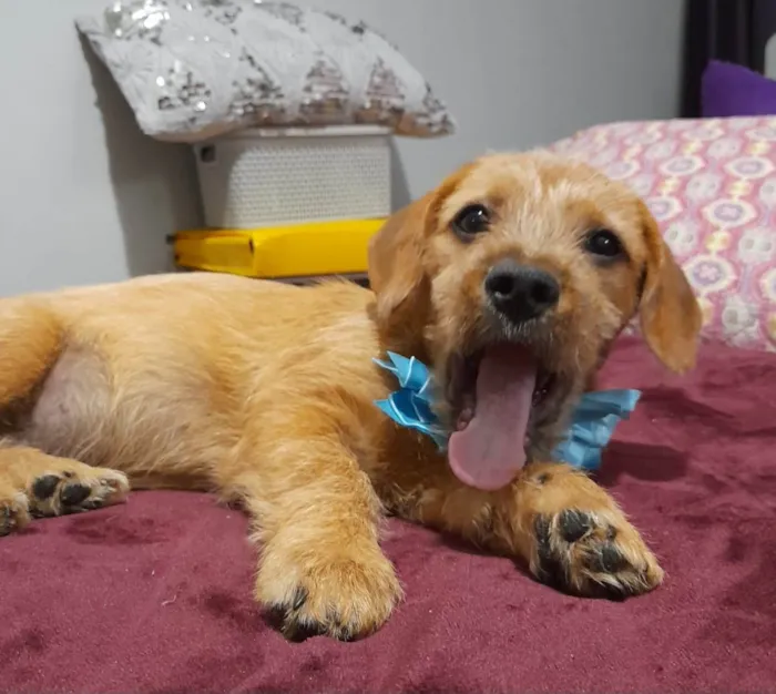 Cachorro ra a Mestico de basdet idade 2 a 6 meses nome Noah
