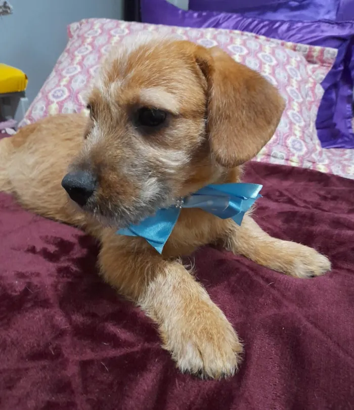 Cachorro ra a Mestico de basdet idade 2 a 6 meses nome Noah