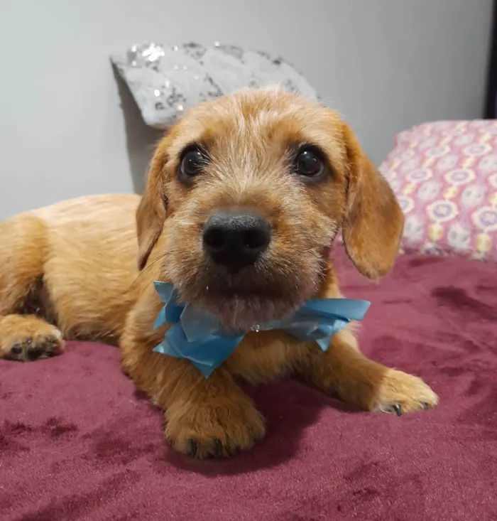 Cachorro ra a Mestico de basdet idade 2 a 6 meses nome Noah