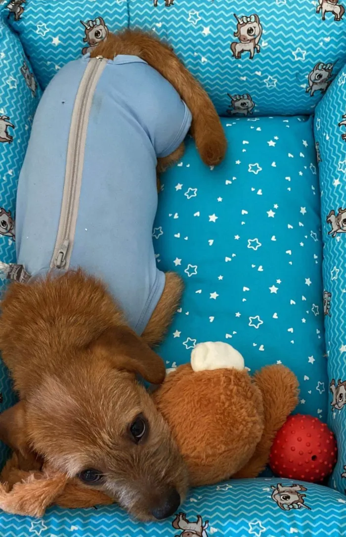 Cachorro ra a Mestico de basdet idade 2 a 6 meses nome Noah