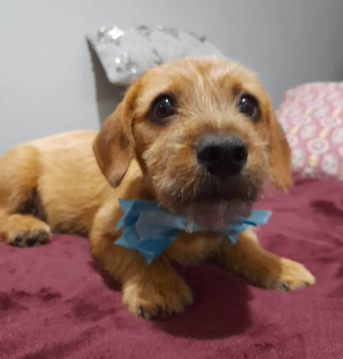 Cachorro ra a Mestico de basdet idade 2 a 6 meses nome Noah