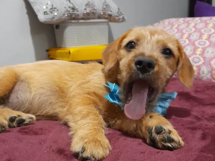 Cachorro ra a Mestico de basdet idade 2 a 6 meses nome Noah