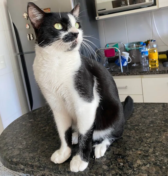 Gato ra a Srd idade 1 ano nome Frajola