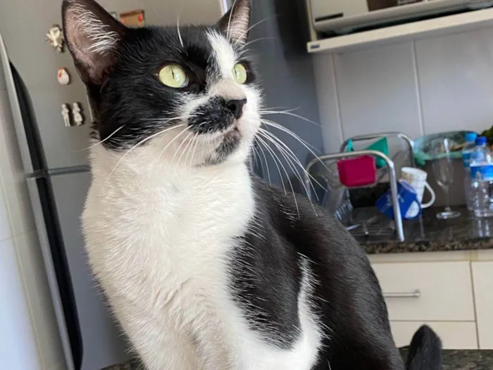 Gato ra a Srd idade 1 ano nome Frajola