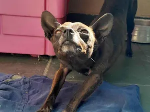 Cachorro raça Pinscher idade 3 anos nome Lupinho 