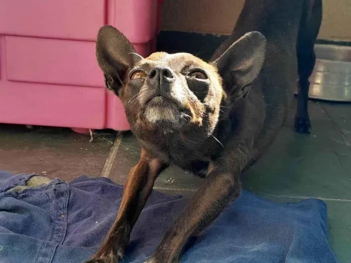 Cachorro ra a Pinscher idade 3 anos nome Lupinho 