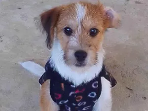 Cachorro raça Srd idade 2 a 6 meses nome Nina