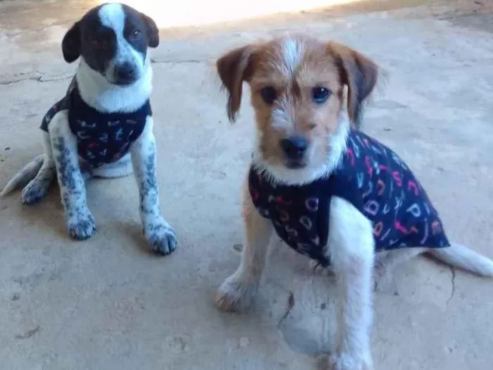 Cachorro ra a Srd idade 2 a 6 meses nome Bil
