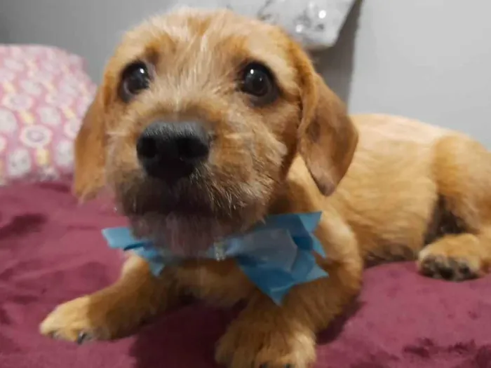 Cachorro ra a Mestico de basdet idade 2 a 6 meses nome Noah