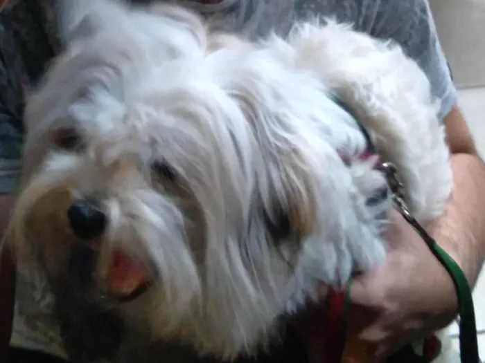 Cachorro ra a Lhasa Apso idade 1 ano nome Pipoca