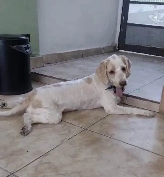 Cachorro ra a Srd idade 6 ou mais anos nome Lois