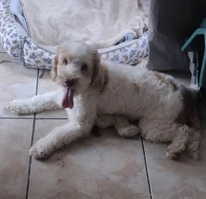 Cachorro ra a Srd idade 6 ou mais anos nome Lois