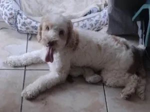 Cachorro raça Srd idade 6 ou mais anos nome Lois